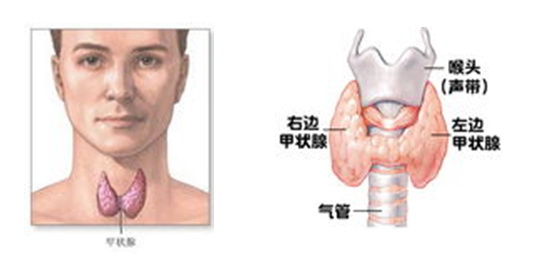 甲状腺的构造与功能